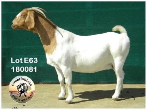 LOT E63 1X BOER GOAT EWE Grootfontein