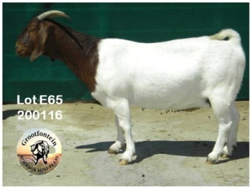 LOT E65 1X BOER GOAT EWE Grootfontein