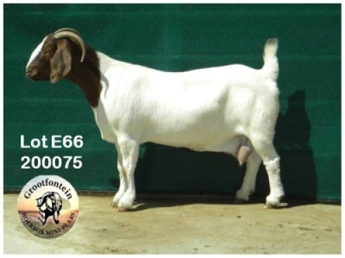 LOT E66 1X BOER GOAT EWE Grootfontein