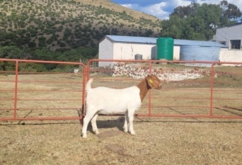LOT E68 1X BOER GOAT EWE Garslands