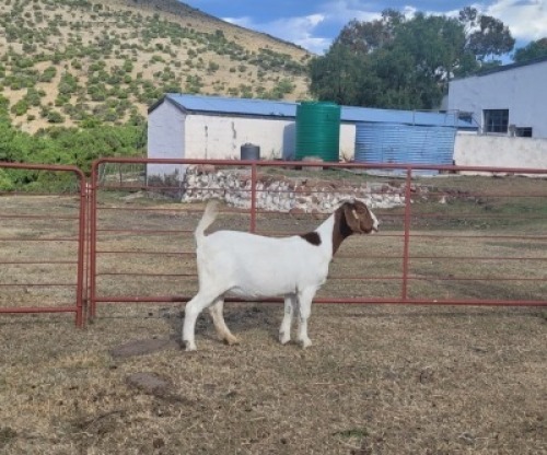 LOT E67 1X BOER GOAT EWE Garslands