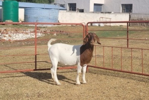 LOT E69 1X BOER GOAT EWE Garslands