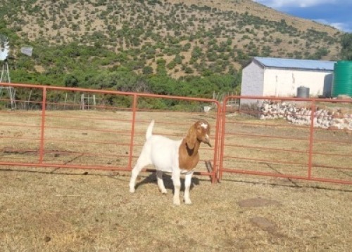 LOT E70 1X BOER GOAT EWE Garslands