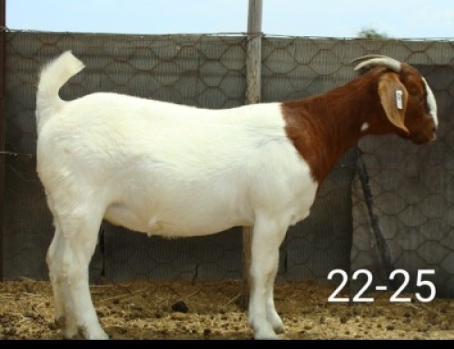 LOT E72 1X BOER GOAT EWE Pieter en Vanessa Strydom
