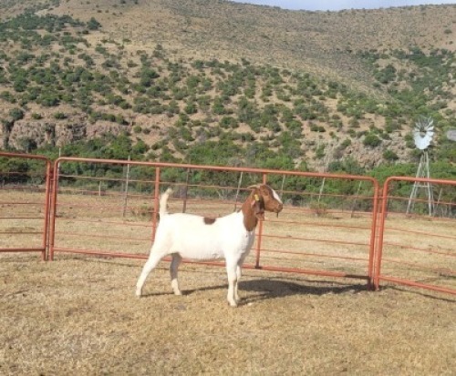 LOT E71 1X BOER GOAT EWE Garslands