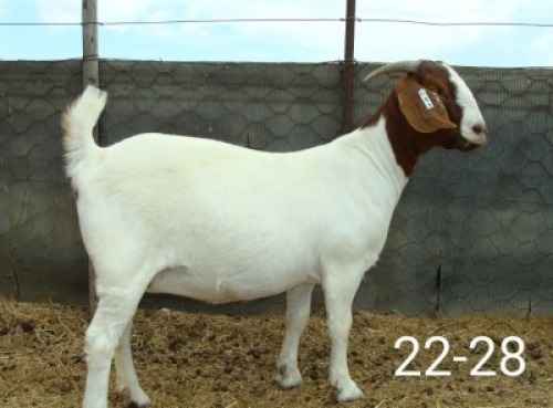 LOT E73 1X BOER GOAT EWE Pieter en Vanessa Strydom