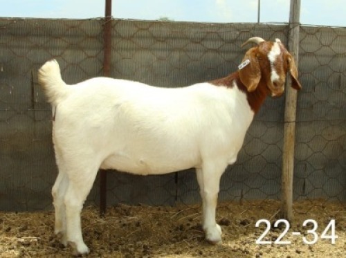 LOT E76 1X BOER GOAT EWE Pieter en Vanessa Strydom