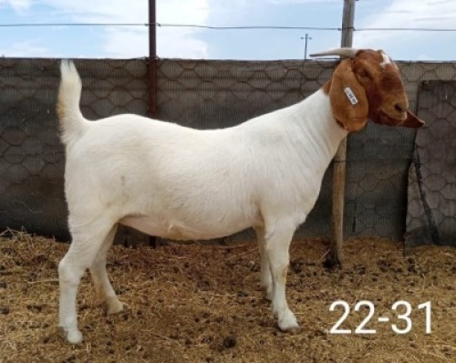 LOT E75 1X BOER GOAT EWE Pieter en Vanessa Strydom
