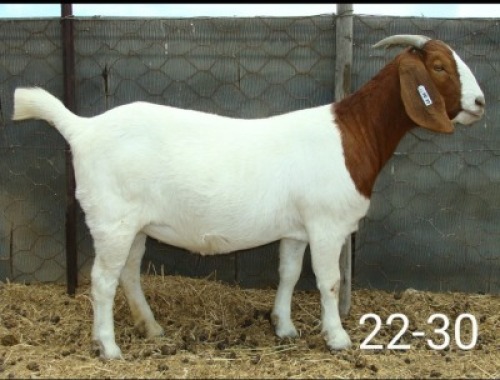LOT E74 1X BOER GOAT EWE Pieter en Vanessa Strydom