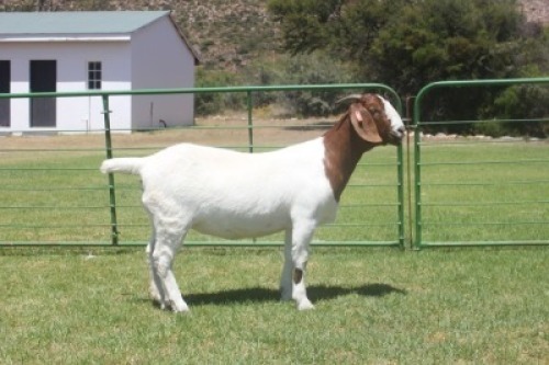 LOT E77 1X BOER GOAT EWE Dieniedouw