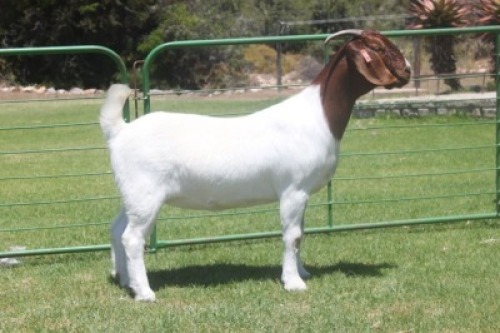 LOT E79 1X BOER GOAT EWE Dieniedouw