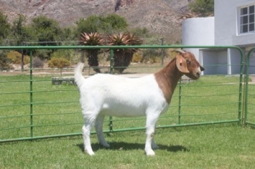LOT E78 1X BOER GOAT EWE Dieniedouw