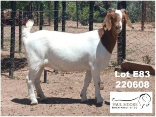 LOT E83 1X BOER GOAT EWE Paul Moore
