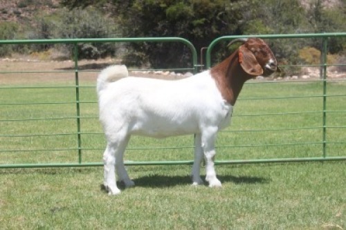 LOT E80 1X BOER GOAT EWE Dieniedouw