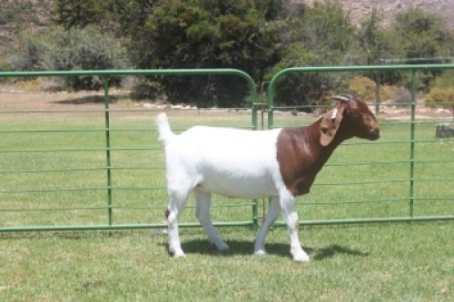 LOT E81 1X BOER GOAT EWE Dieniedouw