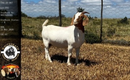 LOT E82 1X BOER GOAT EWE Whiteheath