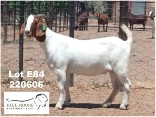 LOT E84 1X BOER GOAT EWE Paul Moore