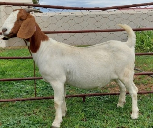 LOT E86 1X BOER GOAT EWE Roodewaal