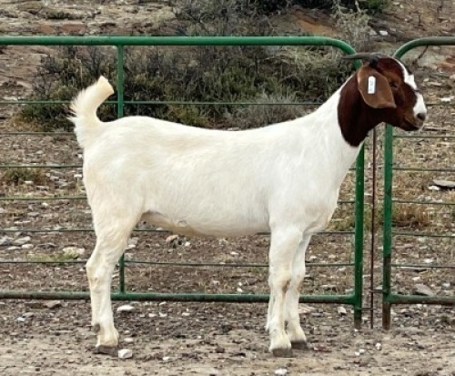 LOT E88 1X BOER GOAT EWE Chippy Poultney