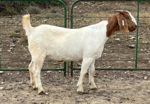 LOT E90 1X BOER GOAT EWE Chippy Poultney