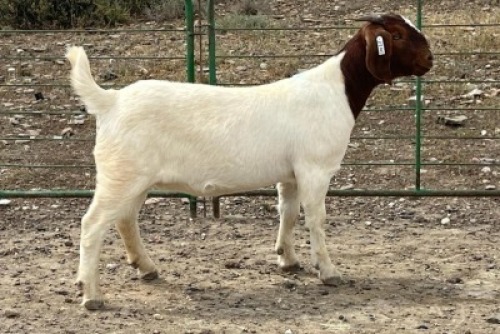 LOT E89 1X BOER GOAT EWE Chippy Poultney