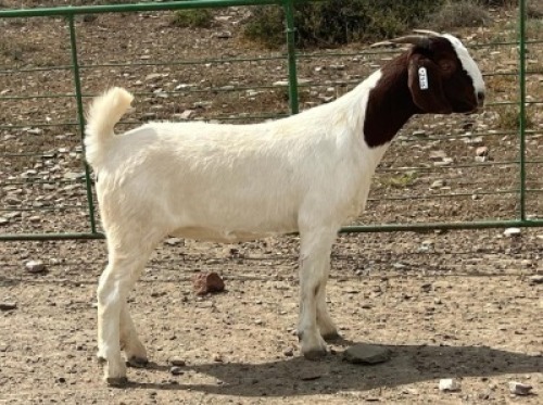 LOT E91 1X BOER GOAT EWE Chippy Poultney
