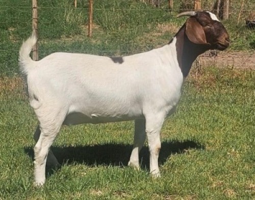 LOT E93 1X BOER GOAT EWE Doornpoort