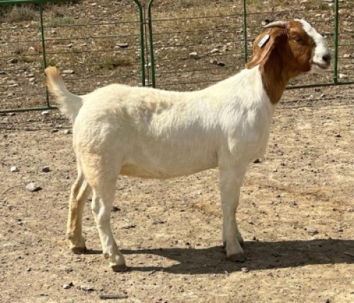 LOT E92 1X BOER GOAT EWE Chippy Poultney