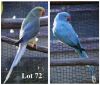 1-1 '20 Ringneck: Violet Df.Dark TurquoiseBlue Cleartail/opaline x Blue Opaline/cleartail - Fanie Klopper