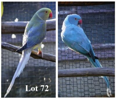 1-1 '20 Ringneck: Violet Df.Dark TurquoiseBlue Cleartail/opaline x Blue Opaline/cleartail - Fanie Klopper