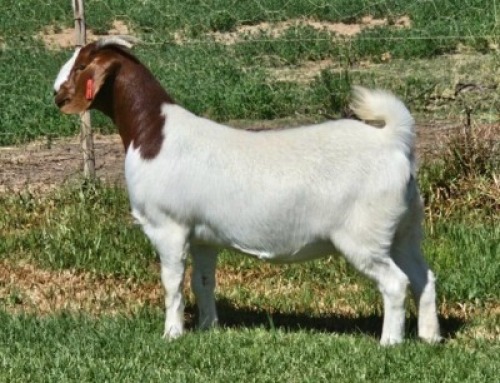LOT E96 1X BOER GOAT EWE Doornpoort