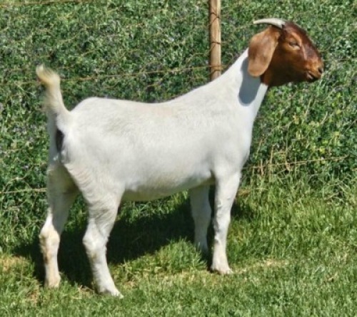 LOT E95 1X BOER GOAT EWE Doornpoort