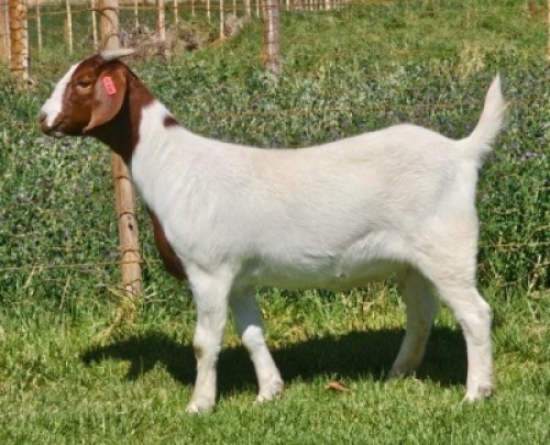 LOT E97 1X BOER GOAT EWE Doornpoort