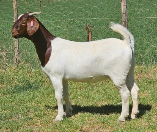 LOT E94 1X BOER GOAT EWE Doornpoort