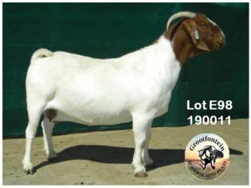 LOT E98 1X BOER GOAT EWE Grootfontein