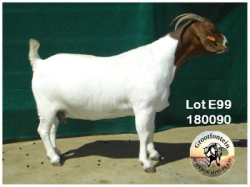 LOT E99 1X BOER GOAT EWE Grootfontein