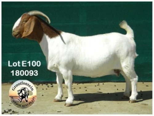 LOT E100 1X BOER GOAT EWE Grootfontein