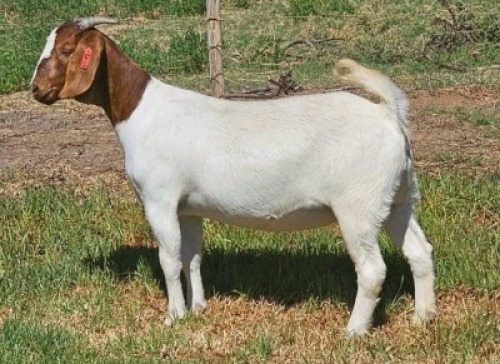 LOT E103 1X BOER GOAT EWE Doornpoort
