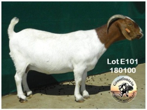 LOT E101 1X BOER GOAT EWE Grootfontein