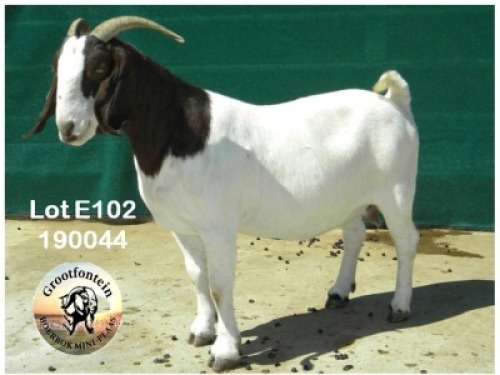 LOT E102 1X BOER GOAT EWE Grootfontein