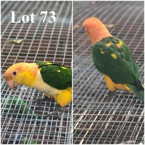 1-0 '15 Caique: White-bellied: Normal - Piet Jacobs