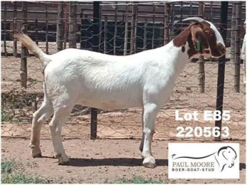 LOT E85 1X BOER GOAT EWE Paul Moore