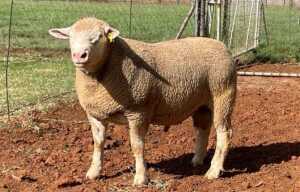 1X ILE DE FRANCE FLOCK RAM T. DE WIT