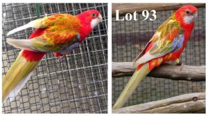 1-1 '19 Eastern Rosella: Opaline Cinnamon x Opaline Cinnamon/pastel - Fanie Klopper