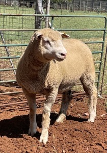 1X ILE DE FRANCE STUD EWE T. DE WIT