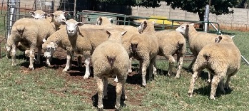  5X ILE DE FRANCE COMMERCIAL EWE T. DE WIT