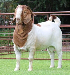 1X BOER GOAT FLOCK ON COLOUR BUCK Rietkuil Boerbokstoet