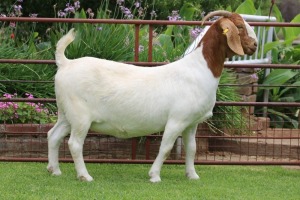 1X BOER GOAT STUD DOE Rietkuil Boerbokstoet