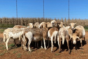 10X OOI/EWE Bont Bruin (Betaal per stuk om lot te neem)