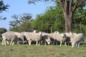 5X ILE DE FRANCE (4) PREGNANT COMMERCIAL EWE G.W. VAN DER LINDE